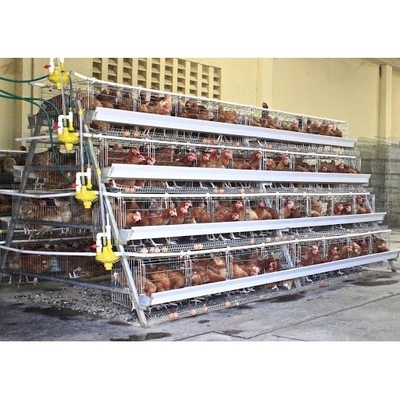 ไก่กรงแบตเตอรี่สำหรับเลี้ยงนก 160 ตัวพร้อมระบบน้ำอัตโนมัติ