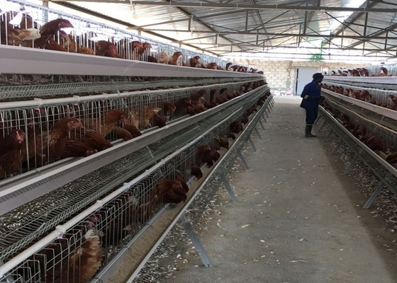 ไข่ PVOC ชั้น กรงไก่สําหรับ 2000 นก การก่อสร้างฟาร์มไก่