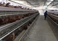 5 ห้อง 160นก ไก่ชั้น แบตเตอรี่กรง ในฟาร์มไก่อัตโนมัติ