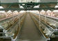 ฟาร์มแบตเตอรี่อัตโนมัติ Q235 กรงไก่สัตว์ปีก