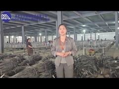 การนําเสนอและการแสดงของโรงงานฝึกอบรมเครือข่ายป้องกันถัง