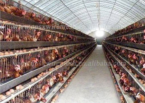 ฟาร์มสัตว์ปีกแบตเตอรี่ระบบอัตโนมัติ SGS Layer Chicken Cage สำหรับ 96 Birds